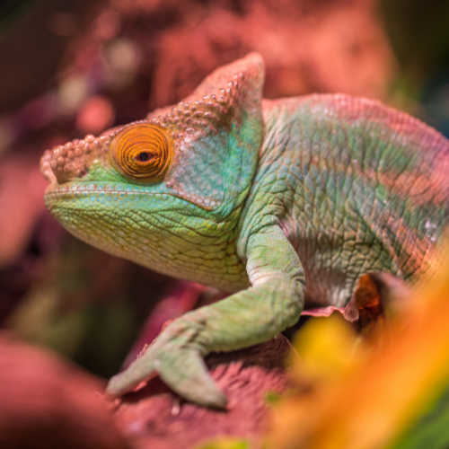 A close-up of a chameleon with vibrant green and orange hues. It rests on a branch in a colorful, blurred forest background, conveying a calm ambiance.
