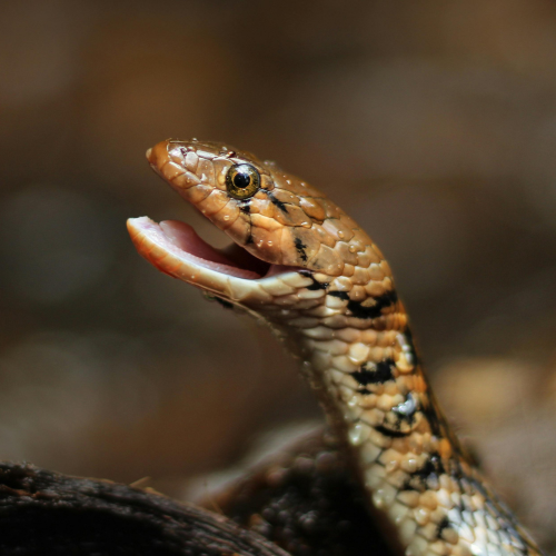 A close-up of a snake with its mouth open, revealing a forked tongue. The snake has patterned scales and a focused expression, set against a blurred background.