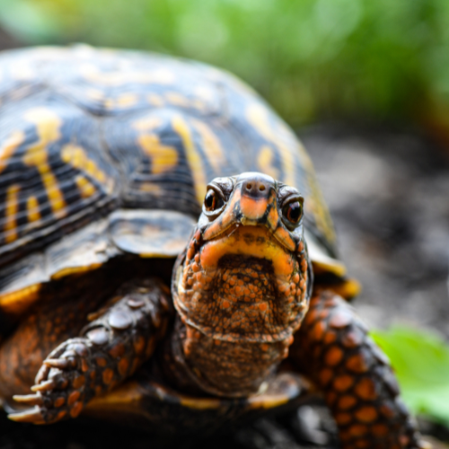 Close-up of a turtle with a patterned shell and expressive eyes, set against a blurred natural background. The turtle appears curious and calm.
