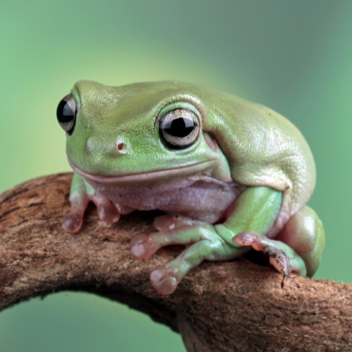 A cute green tree frog sits on a curved branch, its wide eyes gazing ahead. The soft green background emphasizes its glossy skin, creating a serene tone.