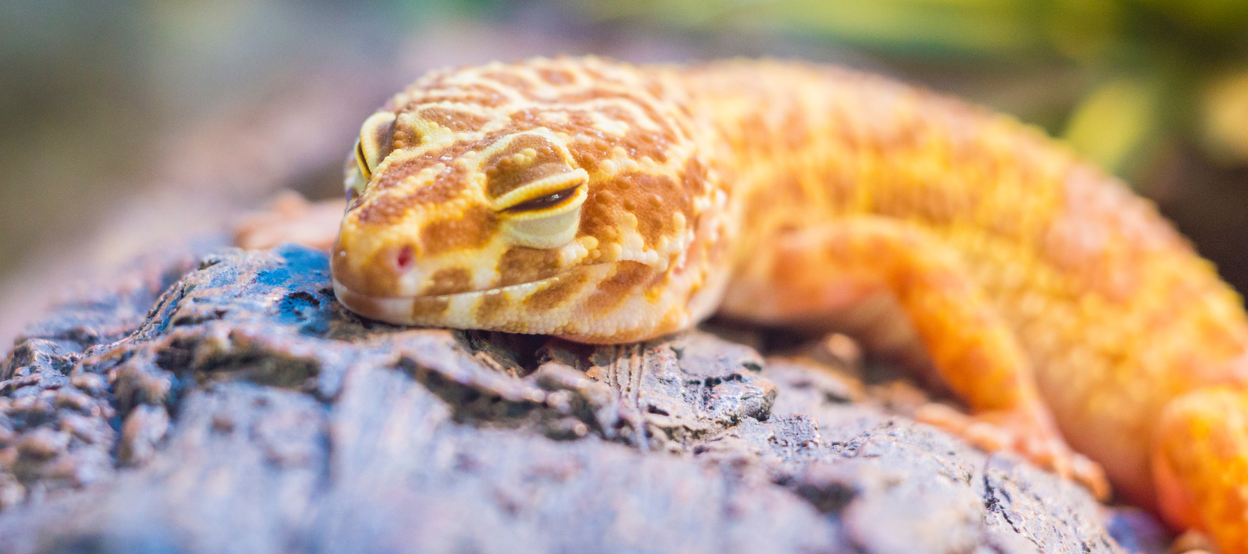 A close-up of a yellow and orange gecko resting on a rock. Its eyes are partially closed, conveying a relaxed and serene mood in a natural setting.