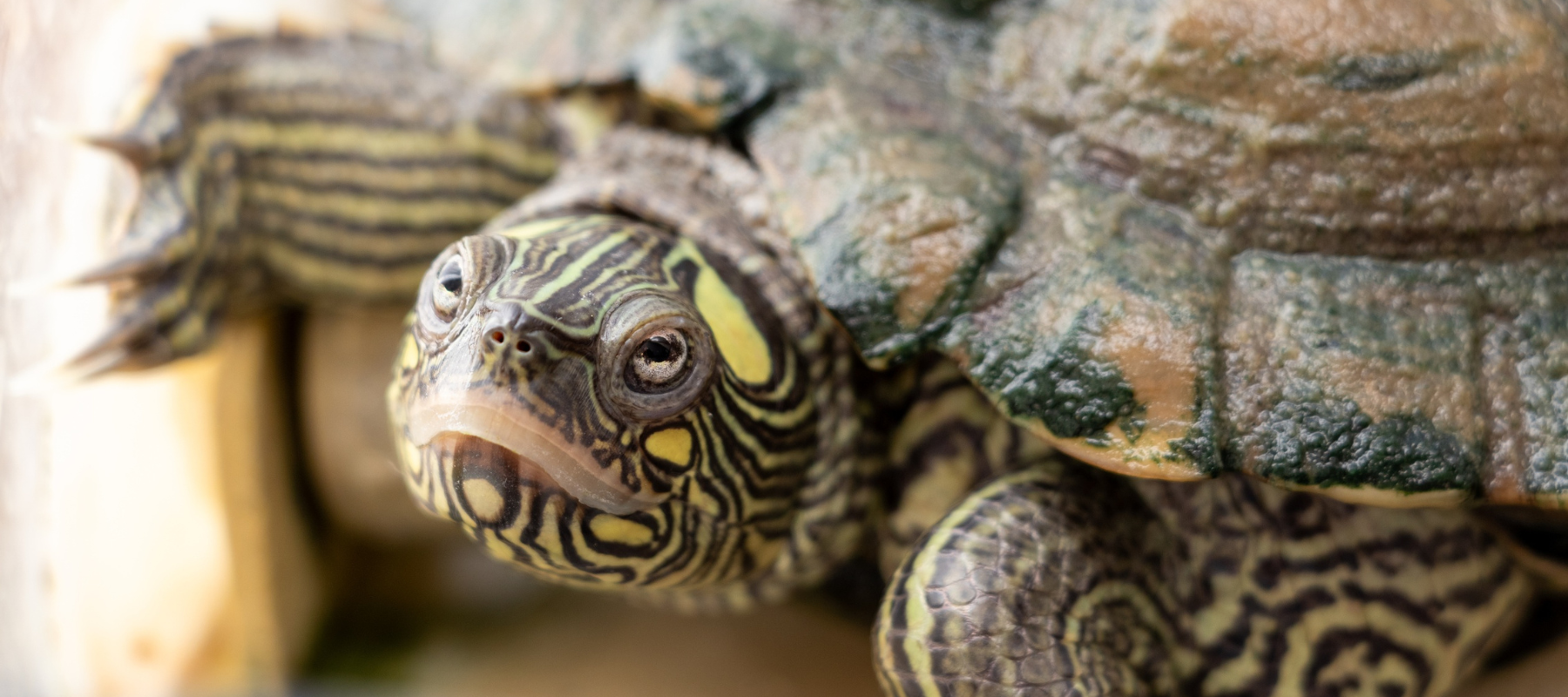 Close-up of a turtle with a textured green and brown shell, and a patterned face and neck. Its curious gaze creates a serene, natural mood.